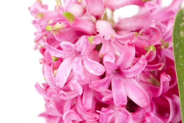 Różowy Hiacynt — Zdjęcie stockowe