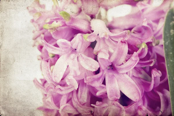 Vintage pink hyacinth — Stock Photo, Image