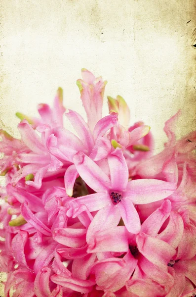 Vintage roze hyacint — Stockfoto