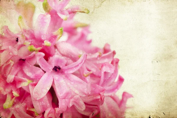 Giacinto rosa vintage — Foto Stock