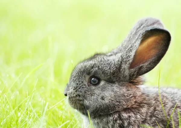 Cute baby rabbit in green grass in the garden — Stock Photo, Image