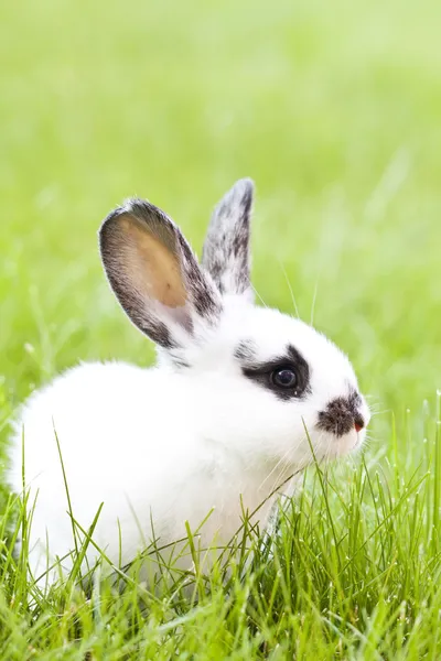 White baby rabbit in green grass in the garden — Stock Photo, Image