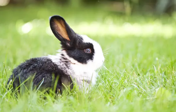 Lindo conejo bebé en hierba verde en el jardín — Foto de Stock