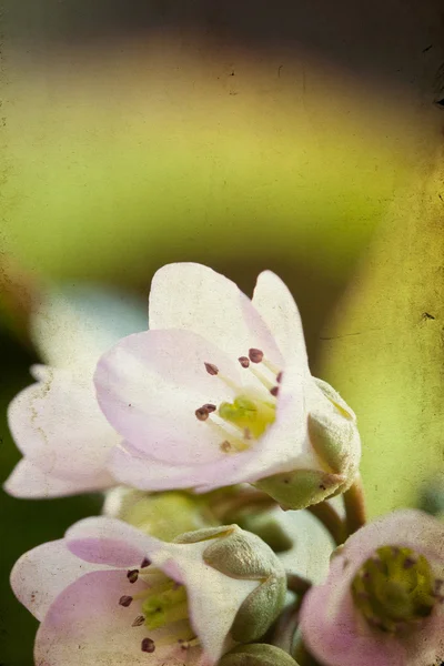 Belle fleur de printemps rose — Photo