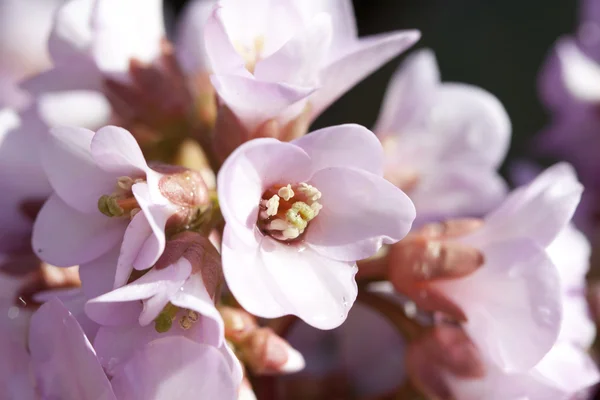 Krásná růžová jarní květy — Stock fotografie