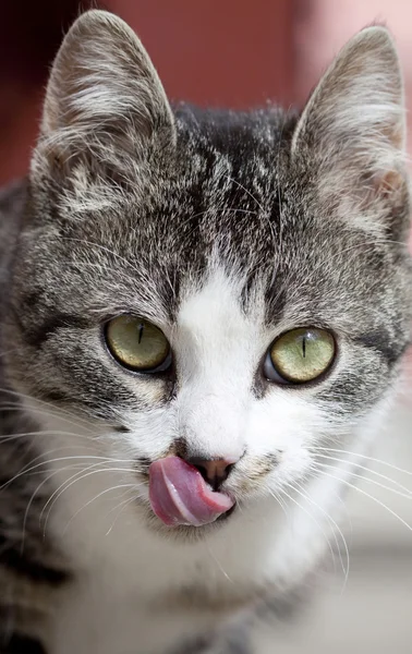 Katze im Freien — Stockfoto