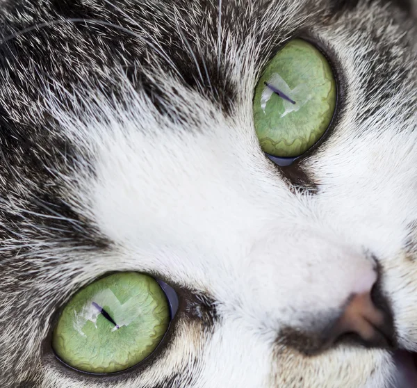 Fechar os olhos verdes de um gato — Fotografia de Stock