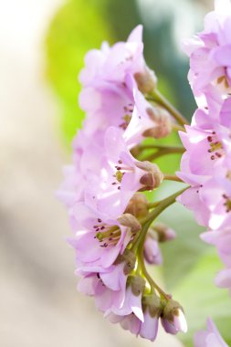 güzel bahar çiçeği