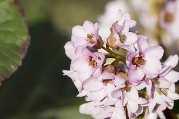 Bela flor de primavera — Fotografia de Stock