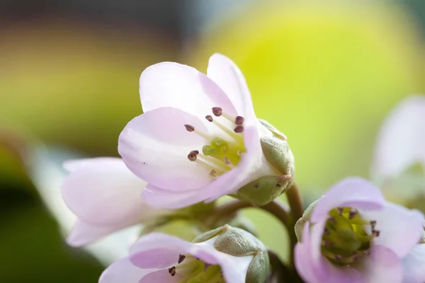 Bela flor de primavera — Fotografia de Stock