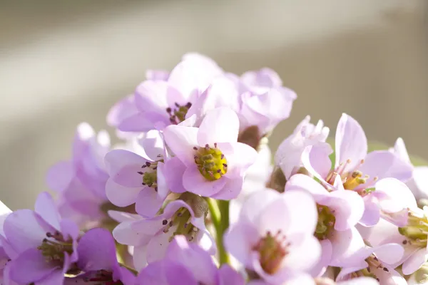 Vacker vår blossom — Stockfoto