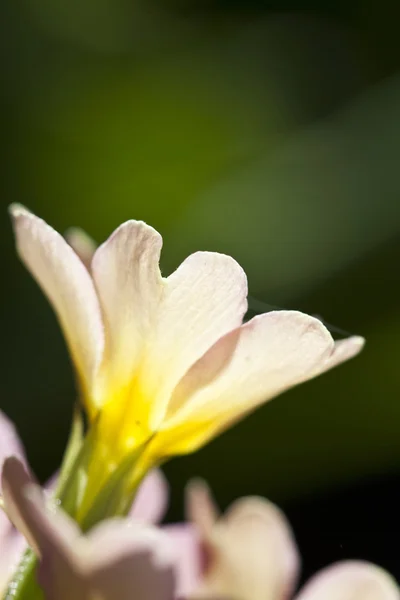 Bello fiore primaverile — Foto Stock