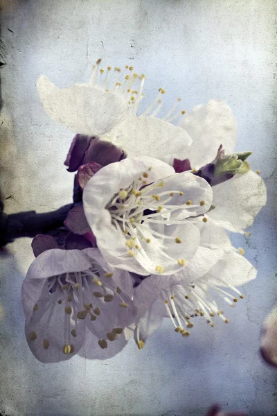 Floraison printanière — Photo