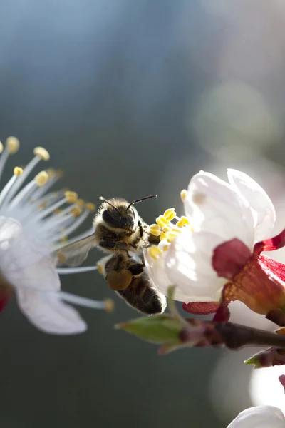 蜜蜂宝宝 — 图库照片