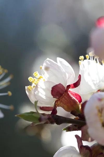 Blossom — Stock Photo, Image