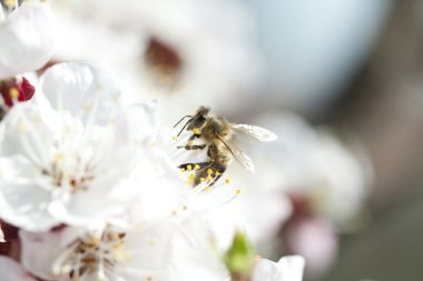 Çiçekteki bal arısı