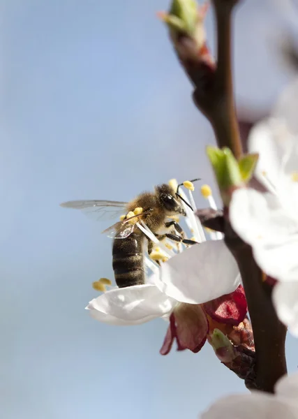 Medová včela na květině — Stock fotografie