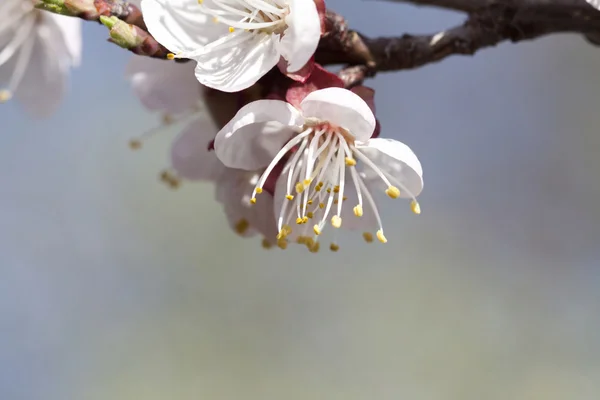 Bahar çiçeği — Stok fotoğraf