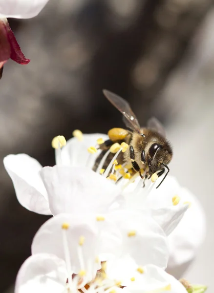 Honey bee on flower — Stock Photo, Image