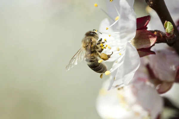 Honey bee on flower — Stock Photo, Image