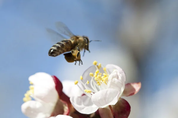 Honey bee on flower — Stock Photo, Image