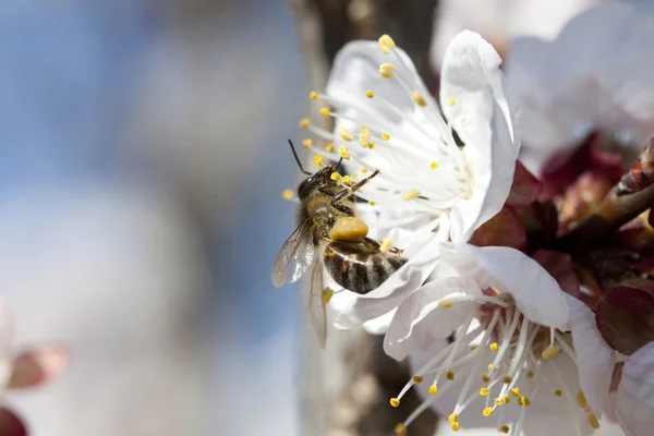 Abelha de mel em flor — Fotografia de Stock