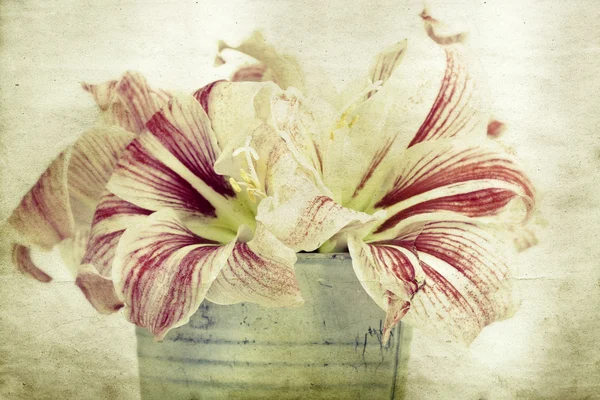 Lilly květiny v kbelíku — Stock fotografie