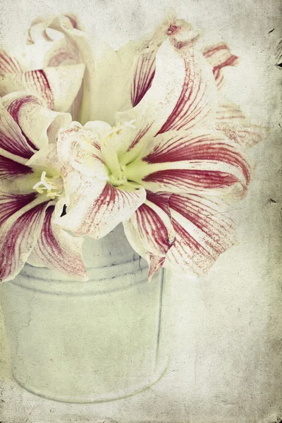 Lilly flowers in a bucket — Stock Photo, Image