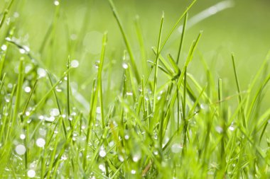 Bahar çimen çiy ile arka plan