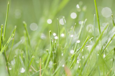 Bahar çimen çiy ile arka plan