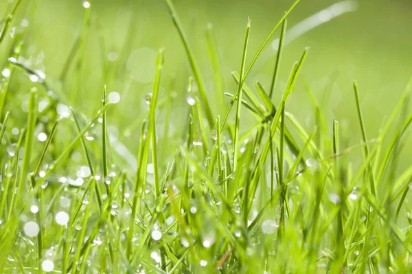 Spring background of grass with dew — Stock Photo, Image