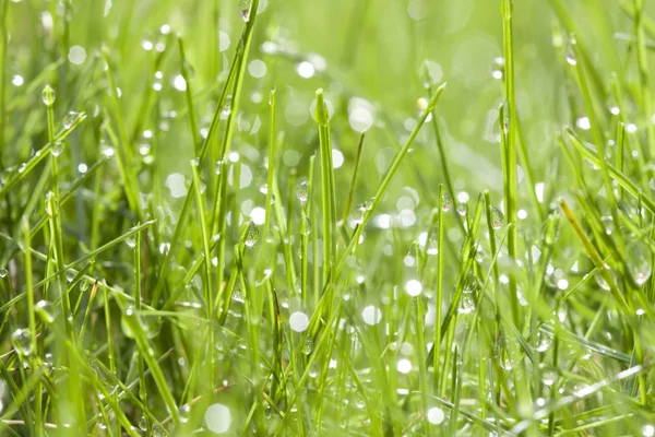 Spring background of grass with dew — Stock Photo, Image