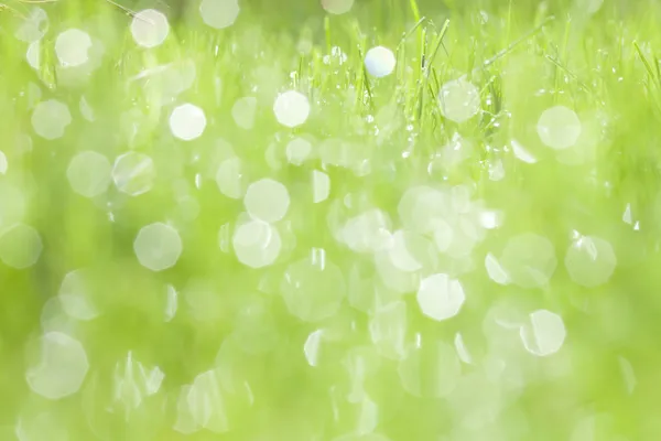 Fundo de primavera de grama com orvalho — Fotografia de Stock