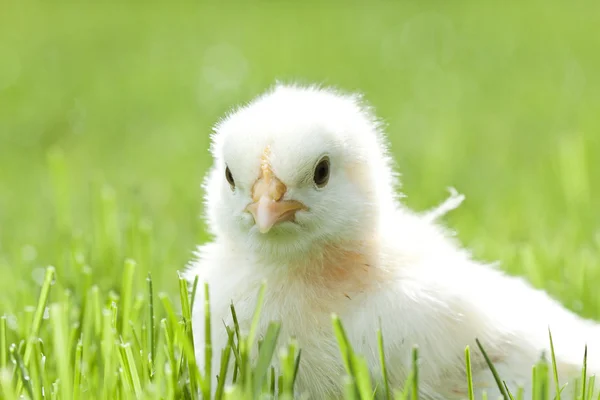 Pollo nell'erba verde — Foto Stock