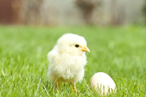 Huevo y pollo de Pascua — Foto de Stock