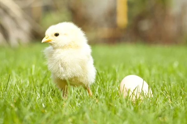 Poulet et œuf de Pâques — Photo