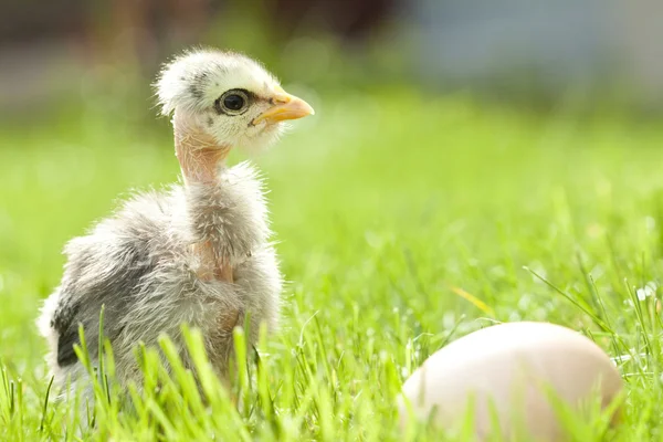 부활절 닭고기와 달걀 — 스톡 사진