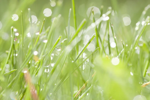 Fond printanier d'herbe avec rosée — Photo