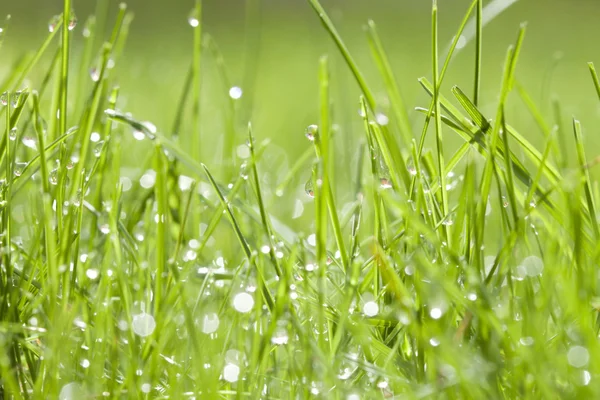 Su damlalı yeşil çimen — Stok fotoğraf