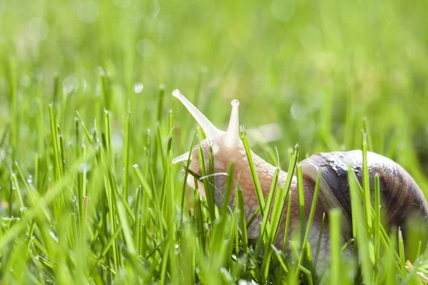 Snail in green grass — Stock Photo, Image