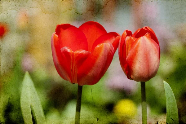 Red tulips in the garden — Stock Photo, Image