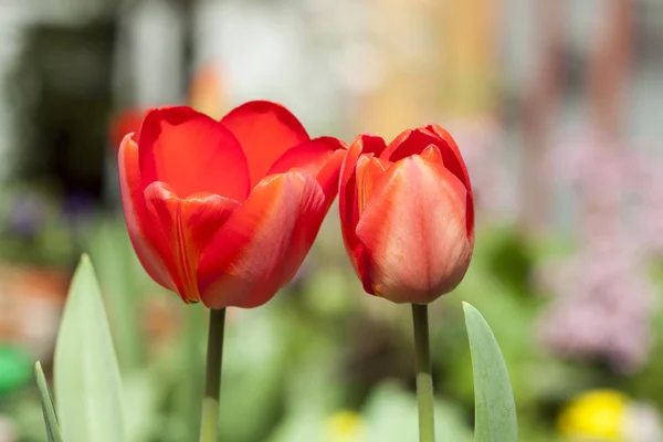 Red tulips in the garden — Stock Photo, Image
