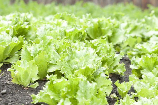 Frischer grüner Salat — Stockfoto