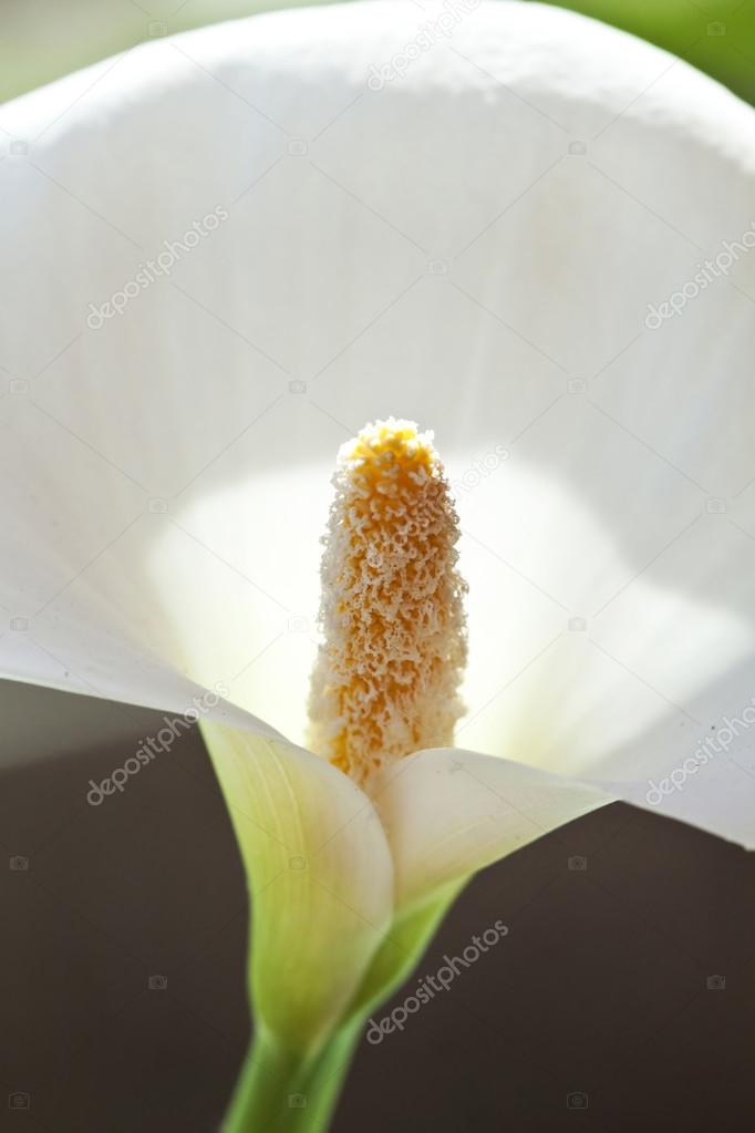 Calla flower