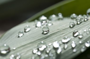 Yaprağın üzerine çiy damlası