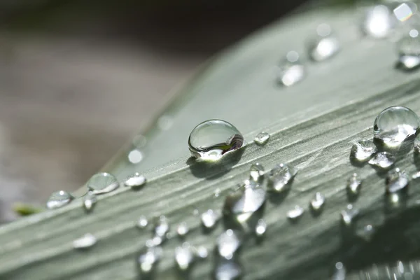 Dew drops on leaf — Stock Photo, Image