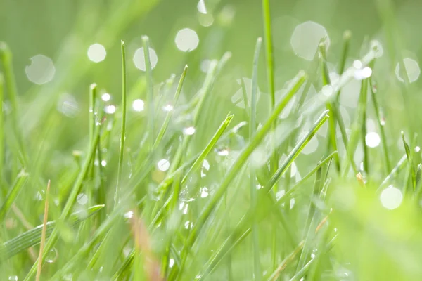 Su çiy ile yeşil çimen — Stok fotoğraf