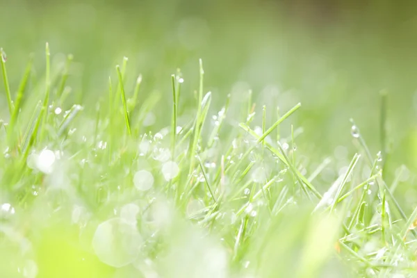 Grama verde com orvalho de água — Fotografia de Stock
