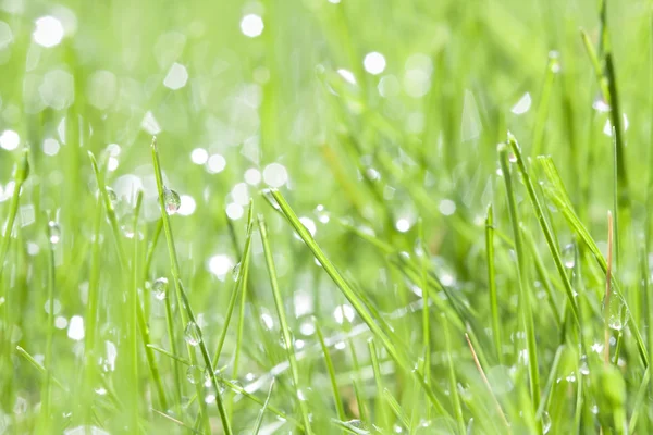 Herbe verte avec rosée d'eau — Photo