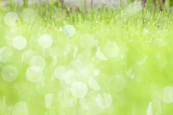 Herbe verte avec rosée d'eau — Photo